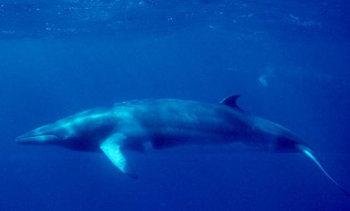minke whale